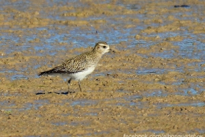 Chorlito dorado europeo, Pluvialis apricaria. European golden plover.